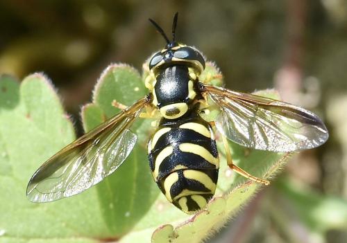 Réf. 355 265 : Chrysotoxum intermedium