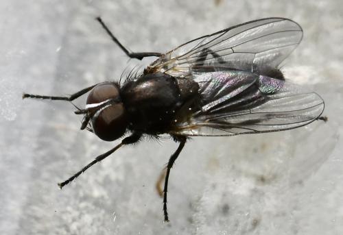 Fannia coracina