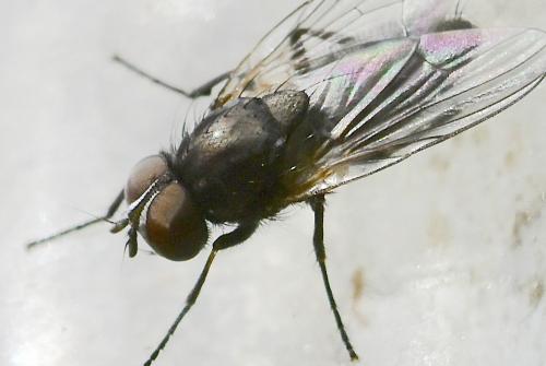 Fannia coracina