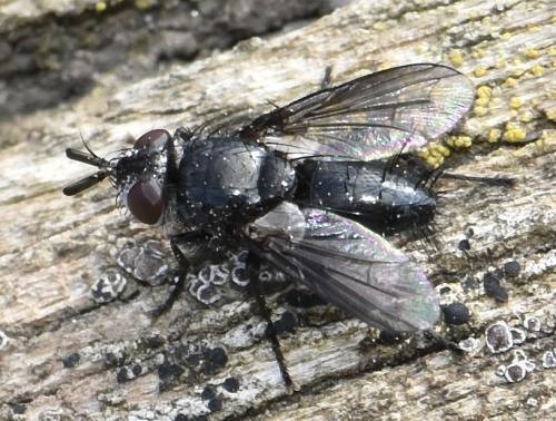 Réf. 355 307 : Wagneria sp.