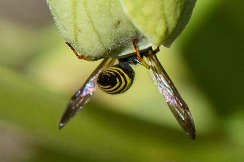 Ancistrocerus sp.