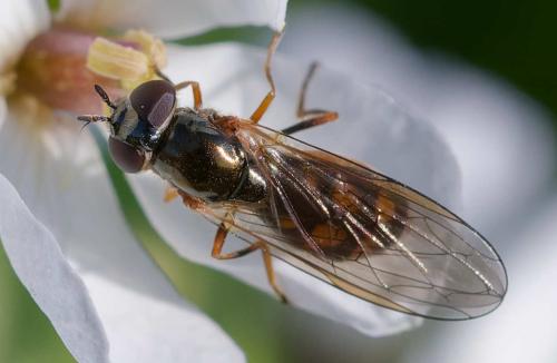 Melanostoma mellinum