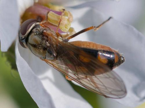 Melanostoma mellinum