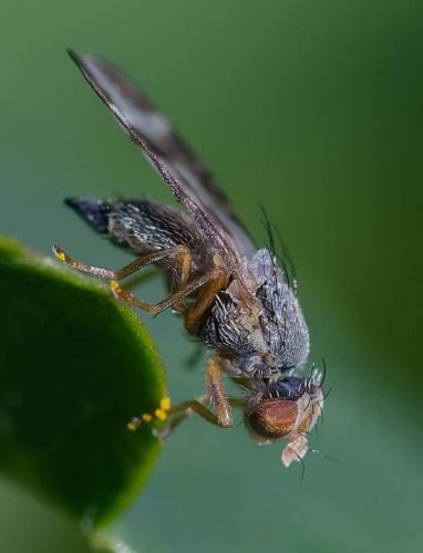 Sphenella marginata