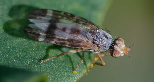 Sphenella marginata