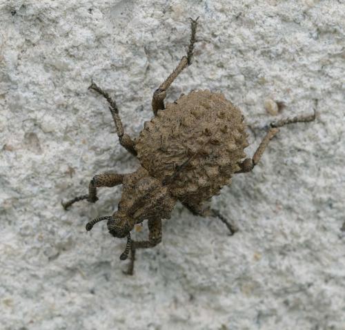 Brachycerus muricatus