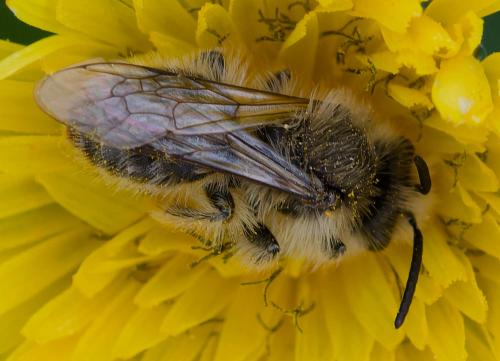 Andrena sp.