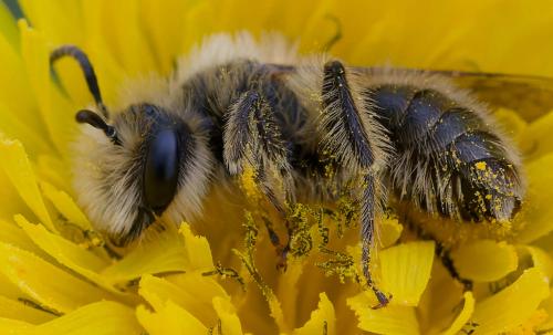 Andrena sp.