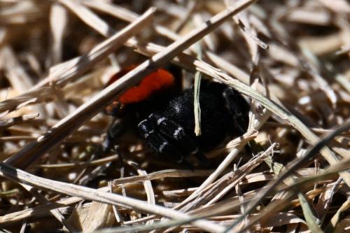 Eresus kollari