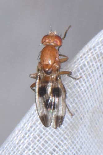 Geomyza tripunctata