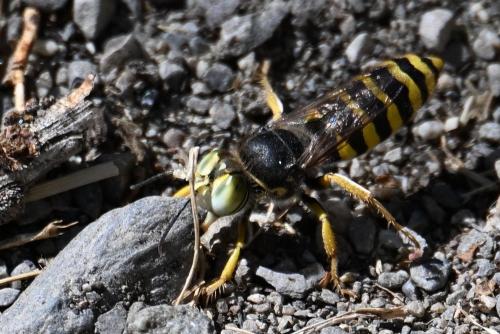Réf. 355 212 : Bembix tarsata