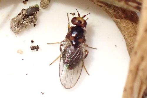 Réf. 355 152 : Gampsocera numerata