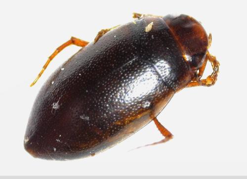 Réf. 355 165 : Hydroporus sp.