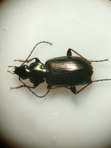 Réf. 355 160 : Agonum muelleri