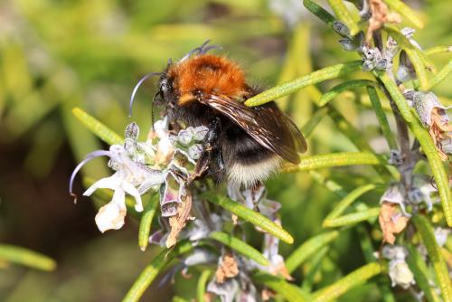 Bombus hypnorum