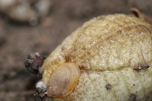 Riccardoella sp.