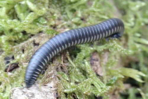 Réf. 355 796 : Ommatoiulus rutilans