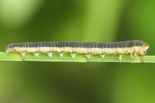 Dolerus timidus
