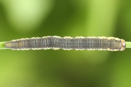 Dolerus timidus