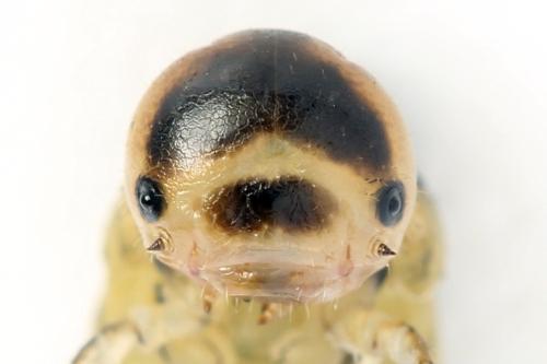 Dolerus timidus