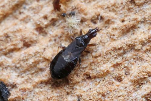 Xylocoridea brevipennis