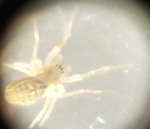 Larinia bonneti