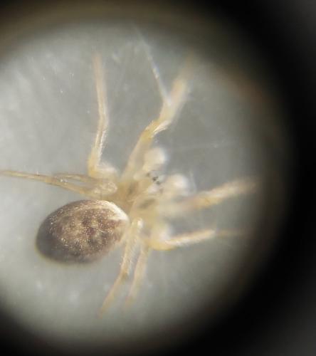 Larinia bonneti