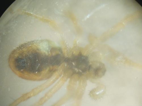 Réf. 355 070 : Larinia bonneti