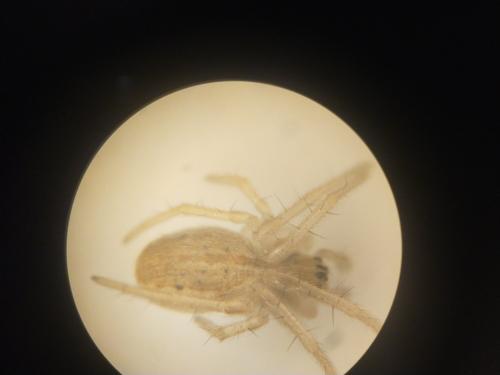 Réf. 355 092 : Larinia bonneti