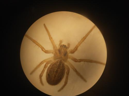 Réf. 355 093 : Larinia bonneti