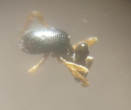 Pelecopsis elongata