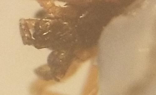 Pelecopsis elongata