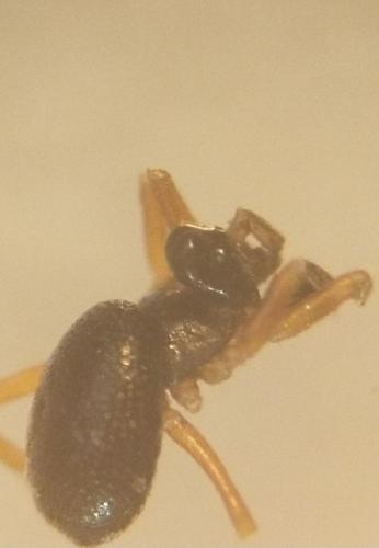 Pelecopsis elongata