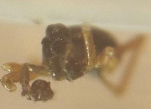 Réf. 355 127 : Pelecopsis elongata