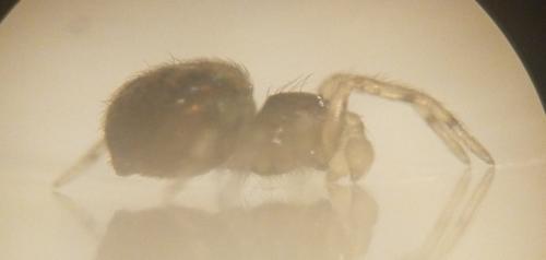 Lathys sp.