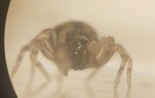 Lathys sp.
