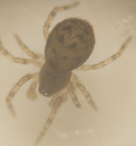 Lathys sp.