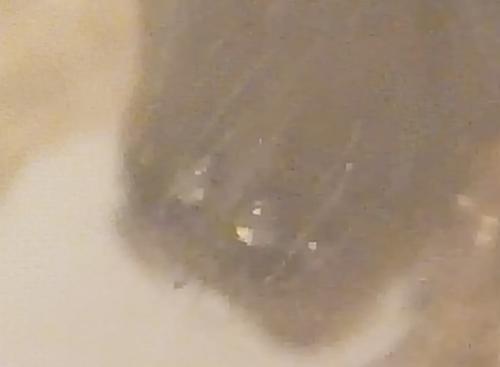 Lathys sp.