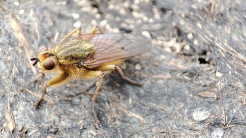Réf. 355 561 : Scathophaga stercoraria