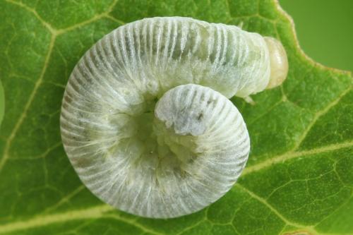 Réf. 355 736 : Pachyprotasis simulans