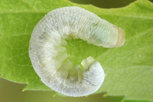 Réf. 355 737 : Pachyprotasis simulans