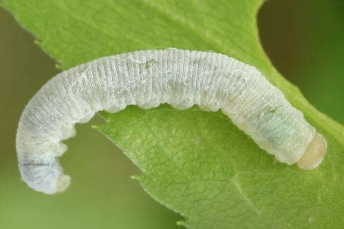 Réf. 355 738 : Pachyprotasis simulans