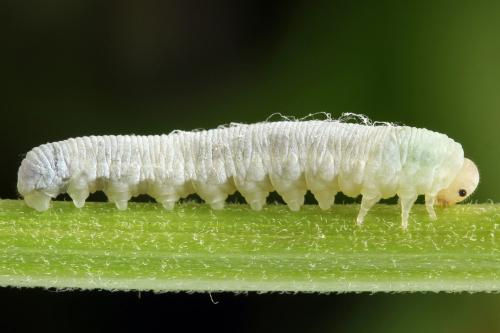 Réf. 355 739 : Pachyprotasis simulans