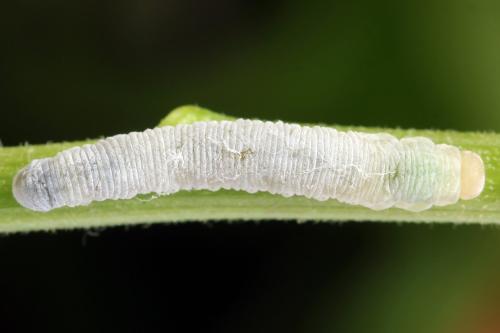 Réf. 355 740 : Pachyprotasis simulans