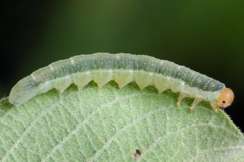 Réf. 355 343 : Euura longiserra