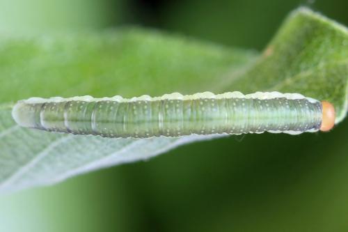 Réf. 355 344 : Euura longiserra