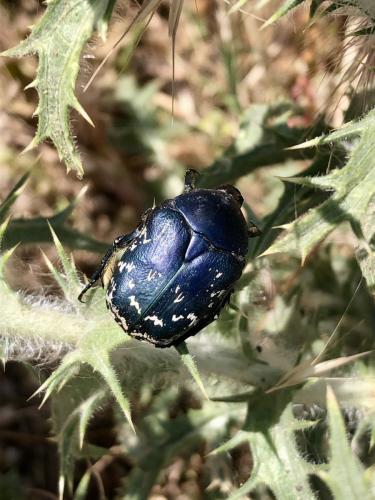 Protaetia afflicta