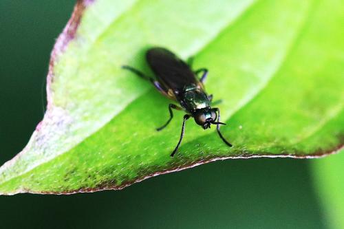 Actina chalybea
