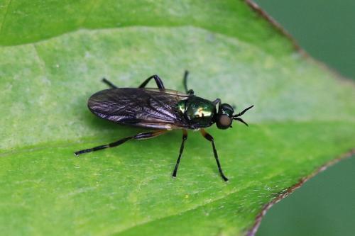 Actina chalybea