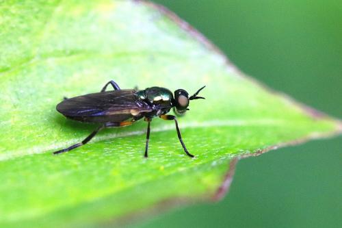 Réf. 355 148 : Actina chalybea